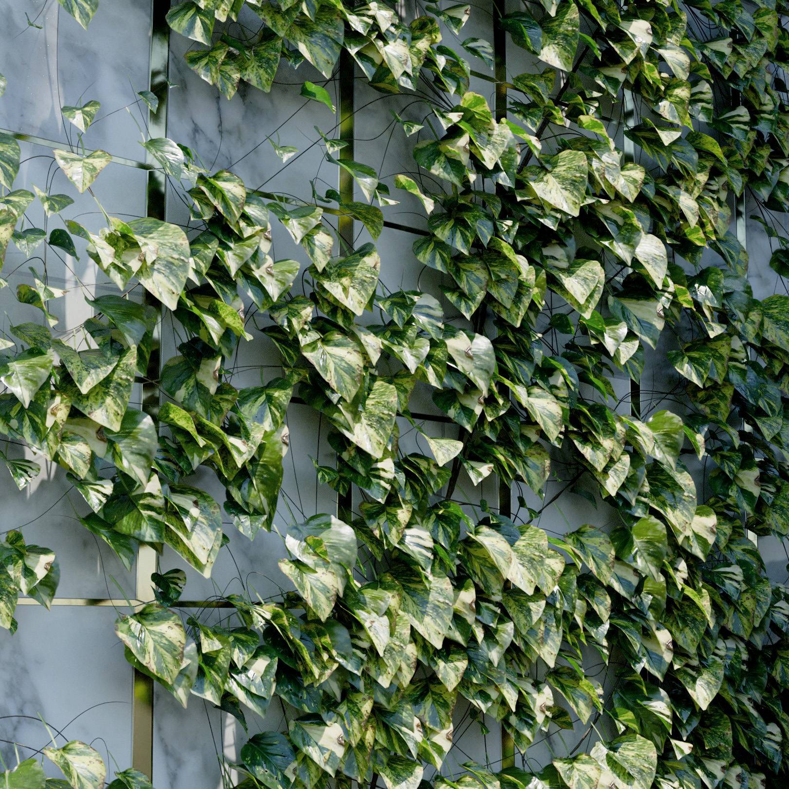 Epipremnum Aureum Ivy Preset